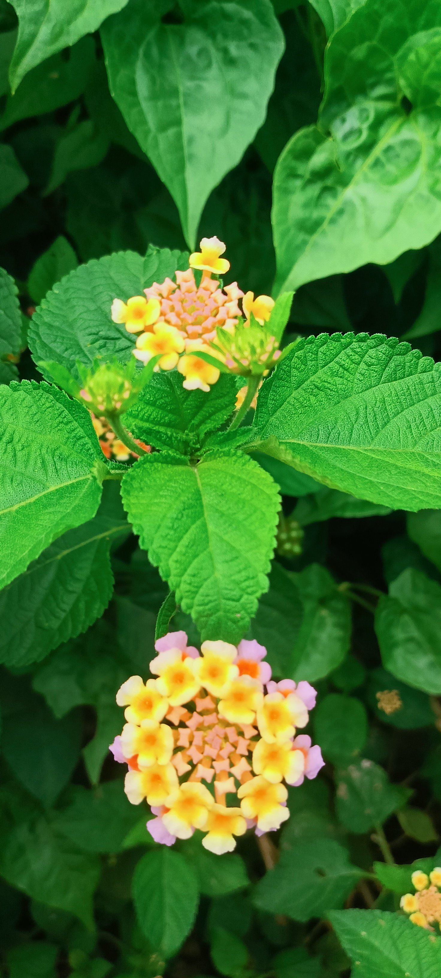 PICTURE OF WILD SAGE
