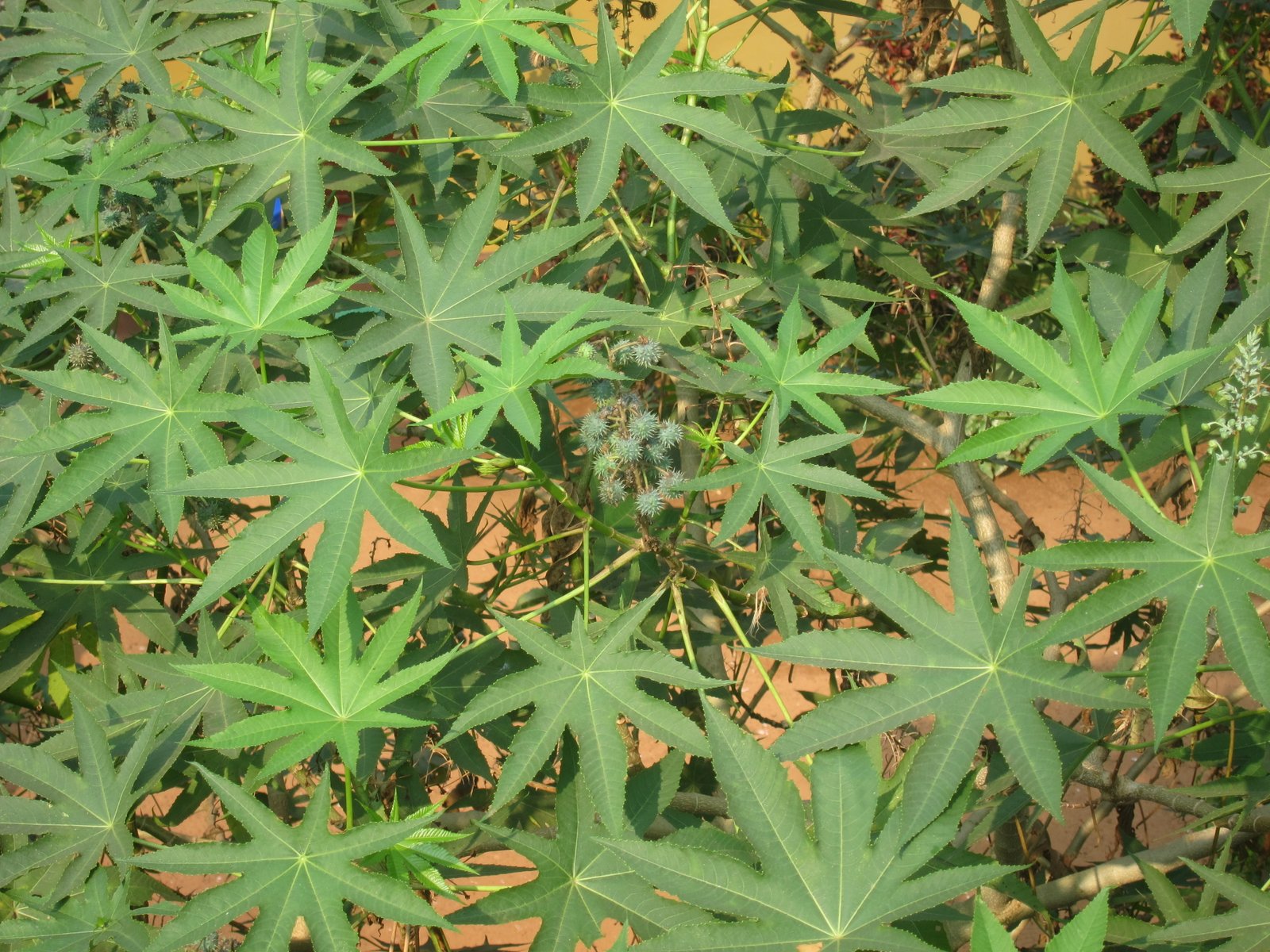 PICTURE OF CASTOR BEAN