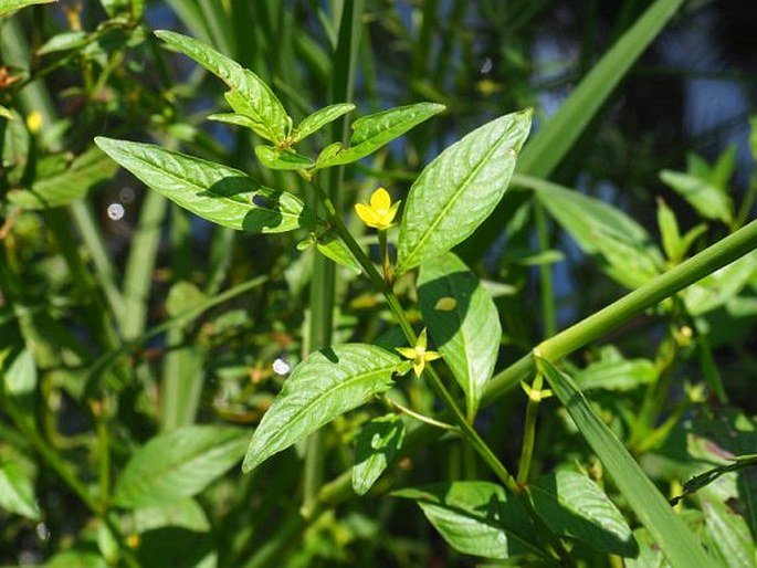 PICTURE OF LUDWIGIA