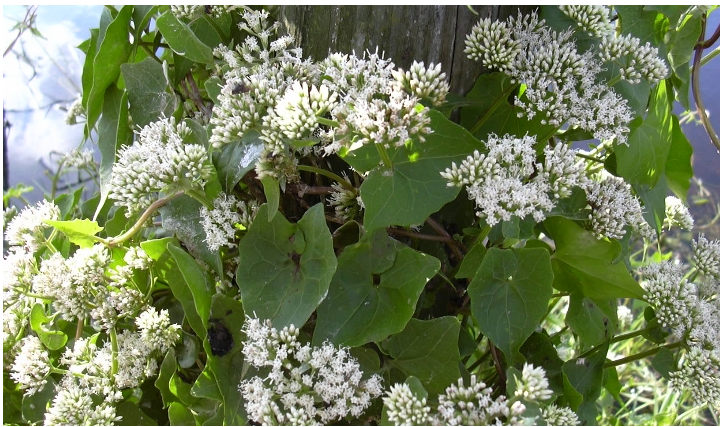 PICTURE OF CLIMPING HEMPWEED 