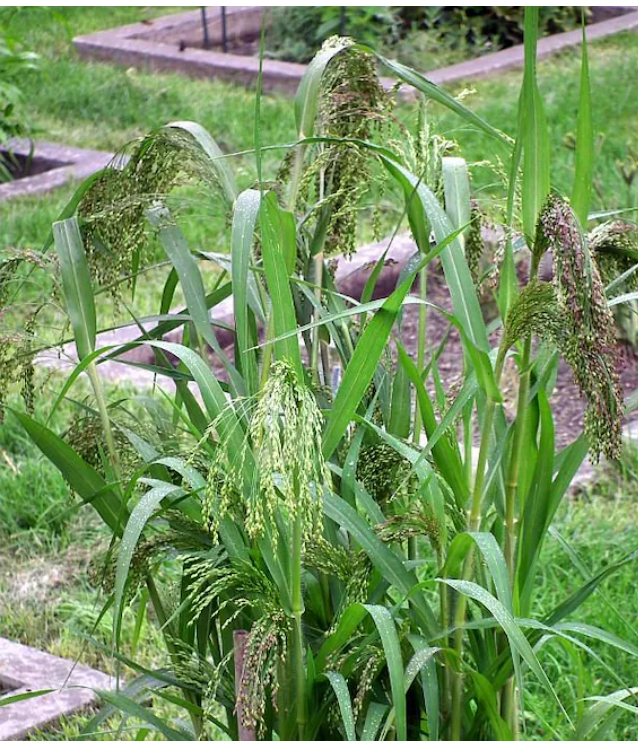 PICTURE OF PANIC GRASS
